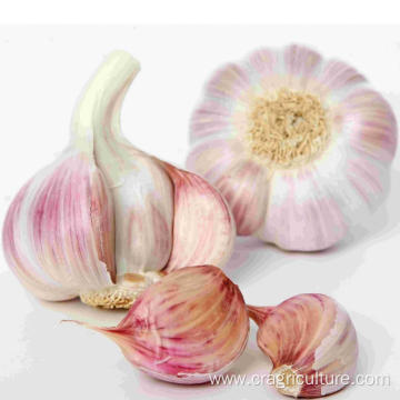 Fresh Red Garlic Seeds Factory Supply